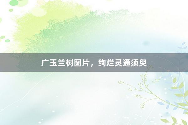 广玉兰树图片，绚烂灵通须臾